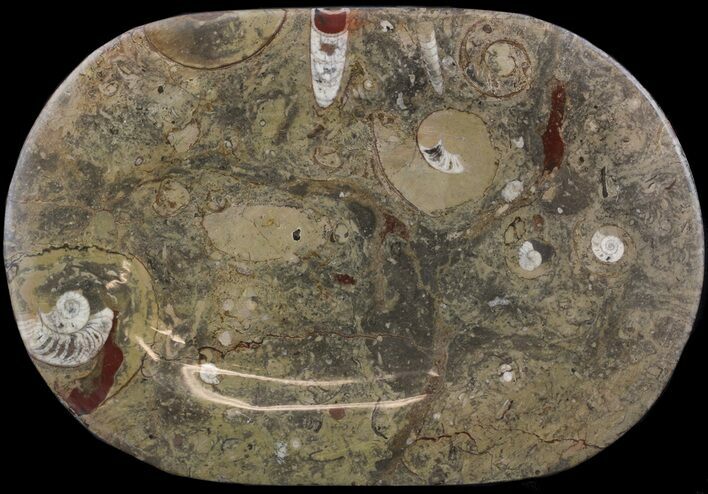 Fossil Orthoceras & Goniatite Plate - Stoneware #51417